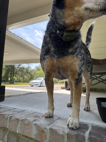 Jugbow Dog Shock Collar photo review